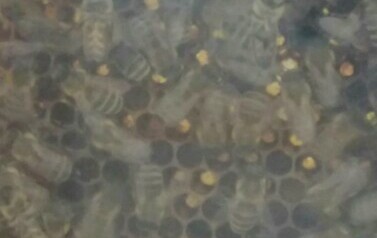 Warsztaty pszczelarskie - 17.05.2023 12