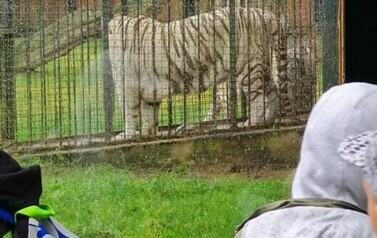 Wycieczka do ZOO Safari Borysew - 23.06.2021 40