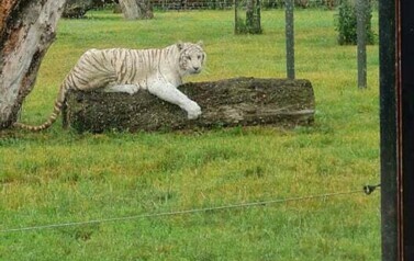Wycieczka do ZOO Safari Borysew - 23.06.2021 56