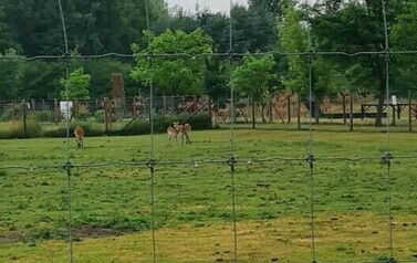 Wycieczka do ZOO Safari Borysew - 23.06.2021 60