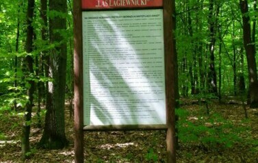 Las Łagiewnicki klasy I i IIa - 20.05.2021 17