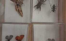 Warsztaty ekologiczne w przedszkolu 91